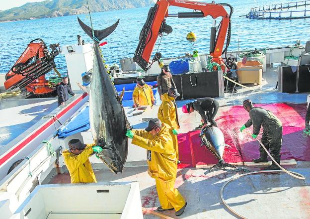 La exportación regional de pescado bate récords ante el ‘boom’ de pedidos italianos