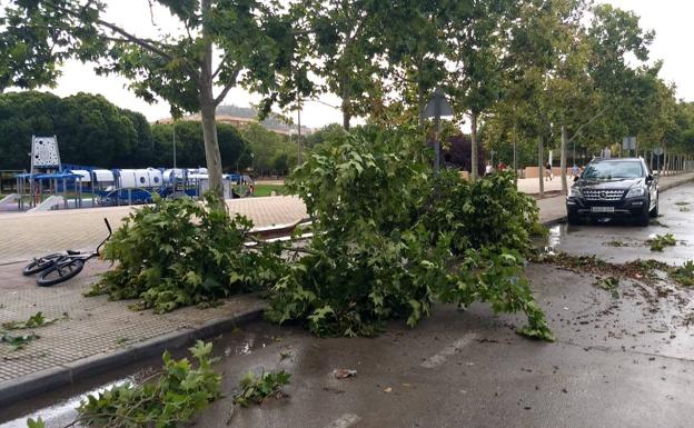 Una tormenta y fuertes rachas de viento tiran al suelo varios árboles del casco urbano de Yecla