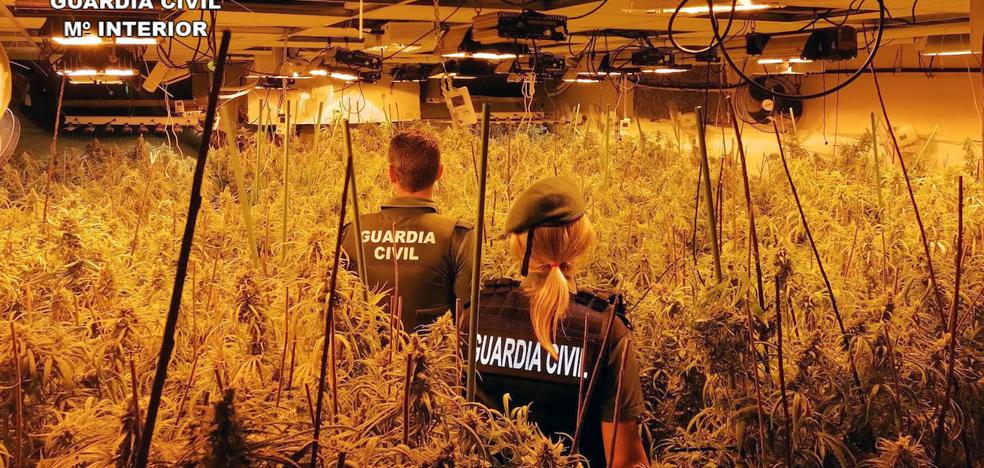 Desmantelan un invernadero con 660 plantas de marihuana en un chalet de San Javier