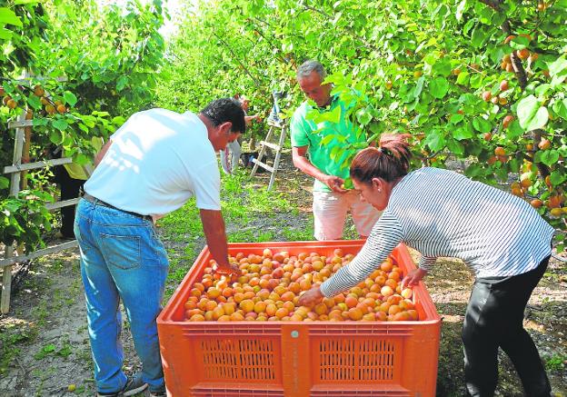 Las heladas de marzo y los costes dejan sin beneficios a los productores de fruta de la Vega Alta