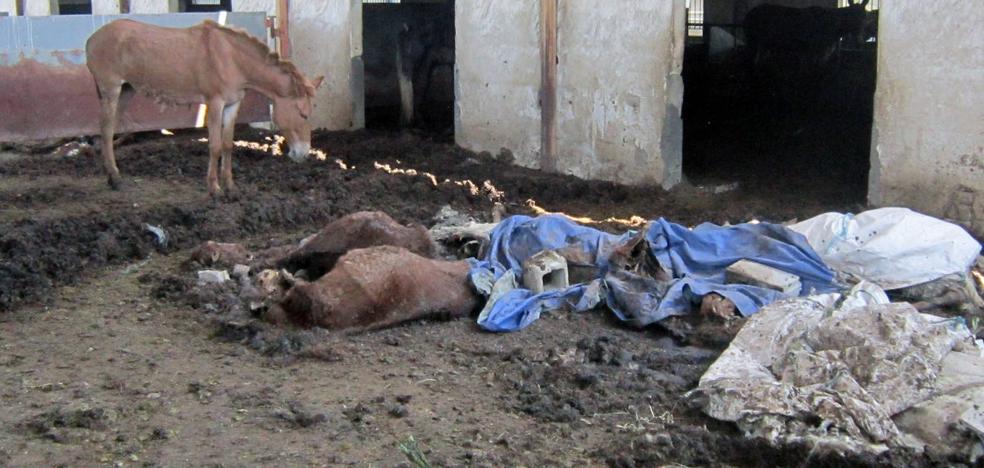 Descubren una ‘finca del horror’ en Murcia donde vivían caballos y burros con animales muertos