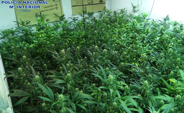 Dos detenidos en Alcantarilla por cultivar 500 plantas de marihuana