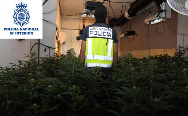 Intervienen 140 plantas de marihuana en una casa del barrio murciano del Espíritu Santo