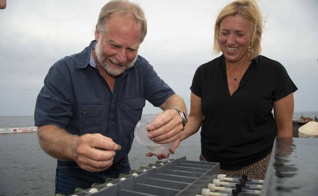 Ostras para filtrar los nutrientes del Mar Menor