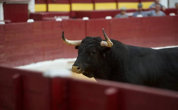 Tragedia en la primera corrida de la Feria de Murcia al morir corneado un carnicero de la plaza