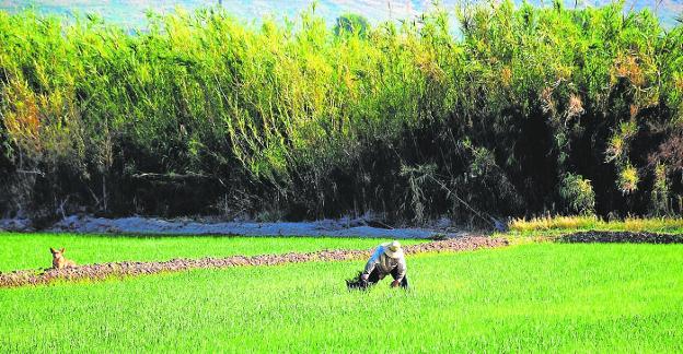 Un paseo por los arrozales de Calasparra