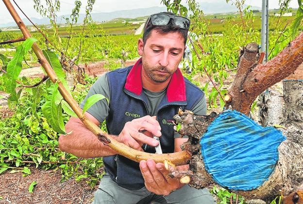 Los agricultores de la Vega Alta dan una nueva oportunidad al melocotón amarillo