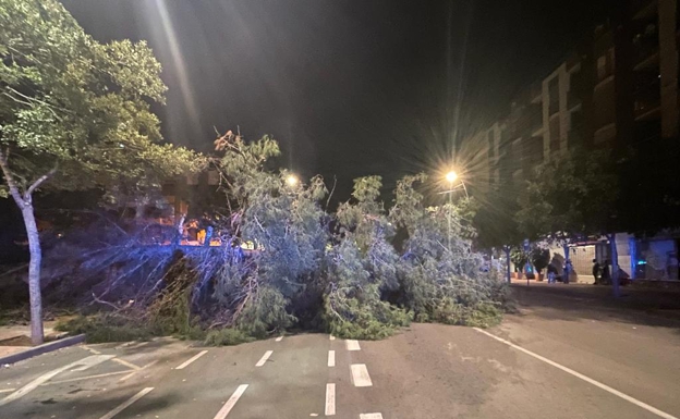 La caída de un gran árbol corta al tráfico la Alameda de Cervantes en Lorca