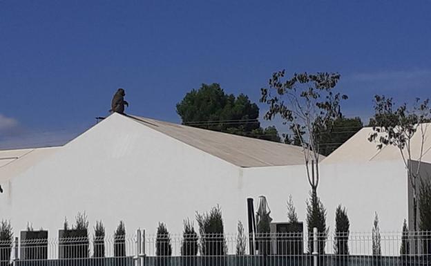 Avistan un babuino suelto por las calles de Murcia