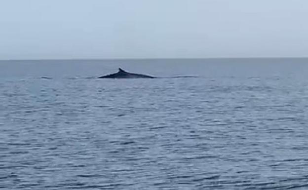 Avistan una ballena en aguas de Cartagena