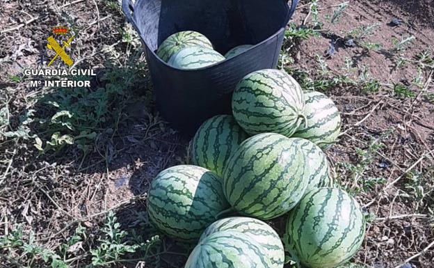 Desarticulan un grupo delictivo dedicado a la sustracción de sandías en el Valle del Guadalentín