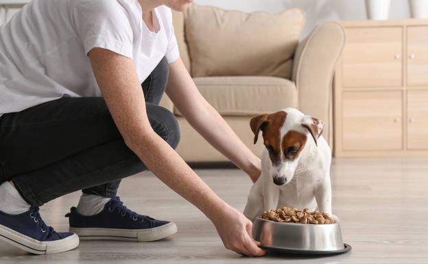 Estos son los alimentos de tu despensa que sí puede comer tu perro