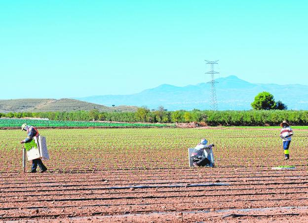 La Comunidad de Regantes de Lorca recorta un 40% el suministro de agua por la escasez