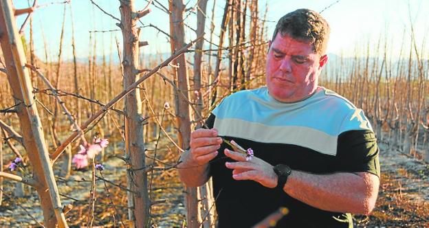 Inquietud entre los agricultores ante los primeros brotes de floración en plena Navidad