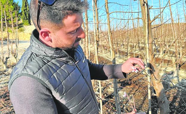 Los agricultores contienen el aliento por los efectos del calor invernal en los productos