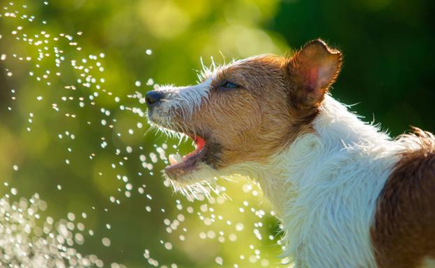 Cómo detectar que tu mascota sufre artrosis y qué hacer para mejorarla