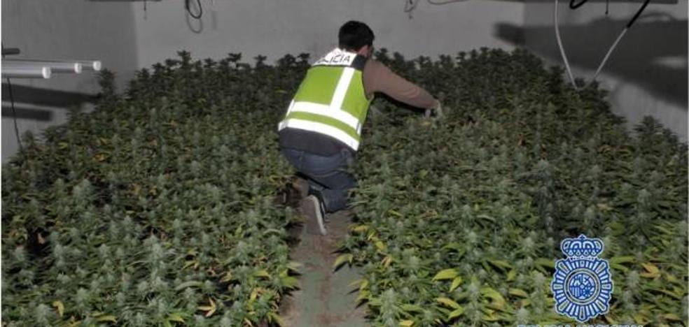 Detenidos tres responsables de una empresa de jamones de Murcia que usaban la nave para plantar marihuana