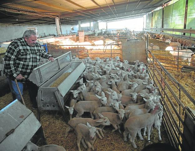 Crece la alarma en la ganadería ovina y caprina ante nuevos casos de viruela