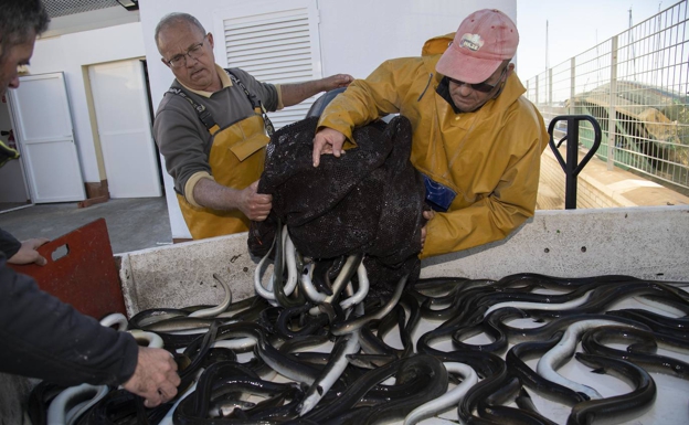 Los pescadores solo podrán capturar 2,5 toneladas más de anguila