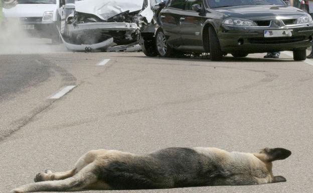 La irrupción de animales en la calzada causa un accidente diario de media en la Región