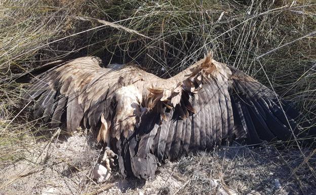 Hallan el cadáver de 13 buitres bajo tendidos eléctricos en Lorca