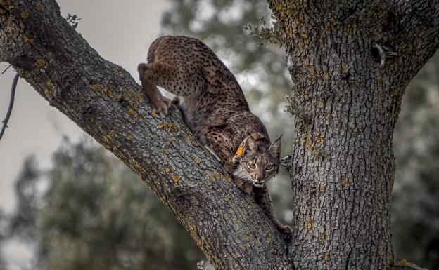 El lince se cruza en el proyecto de la autovía Lorca-Caravaca