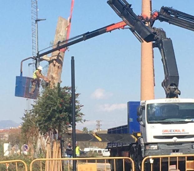 Revuelo por la tala del «único árbol de gran porte» de la zona de La Molinera en Murcia