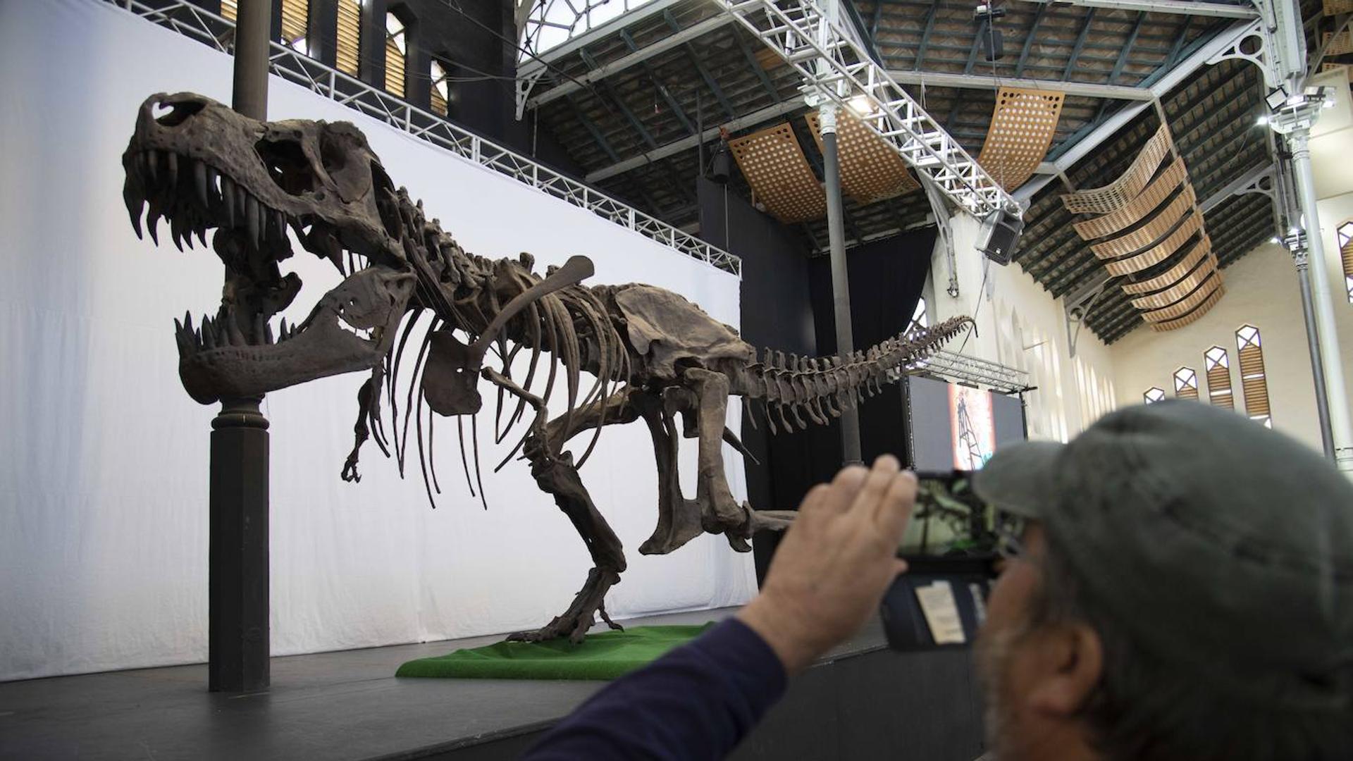 Una réplica del dinosaurio más temido se expone en la Feria de Minerales de La Unión