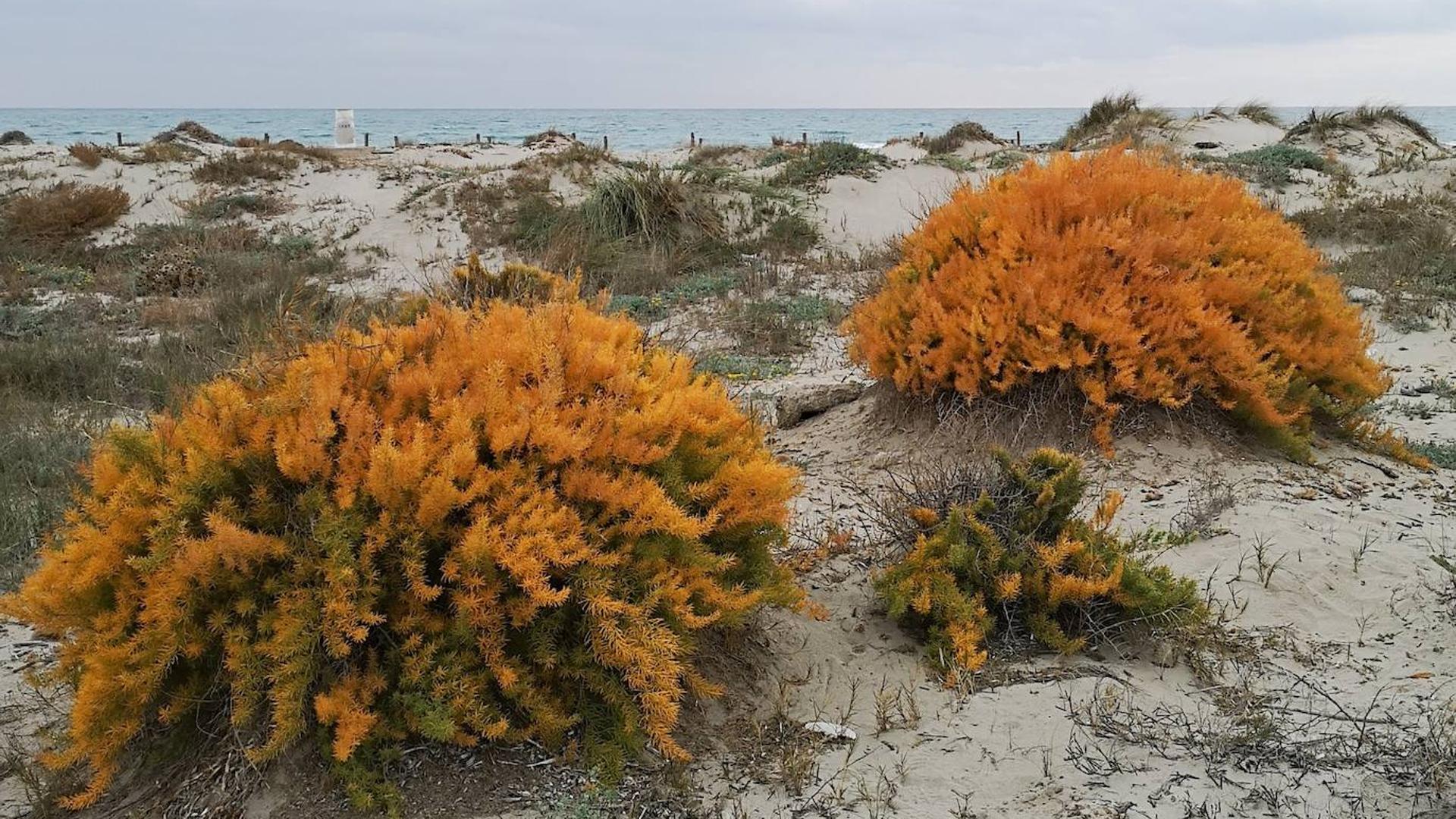 El Ministerio declara en peligro de extinción la esparraguera del Mar Menor