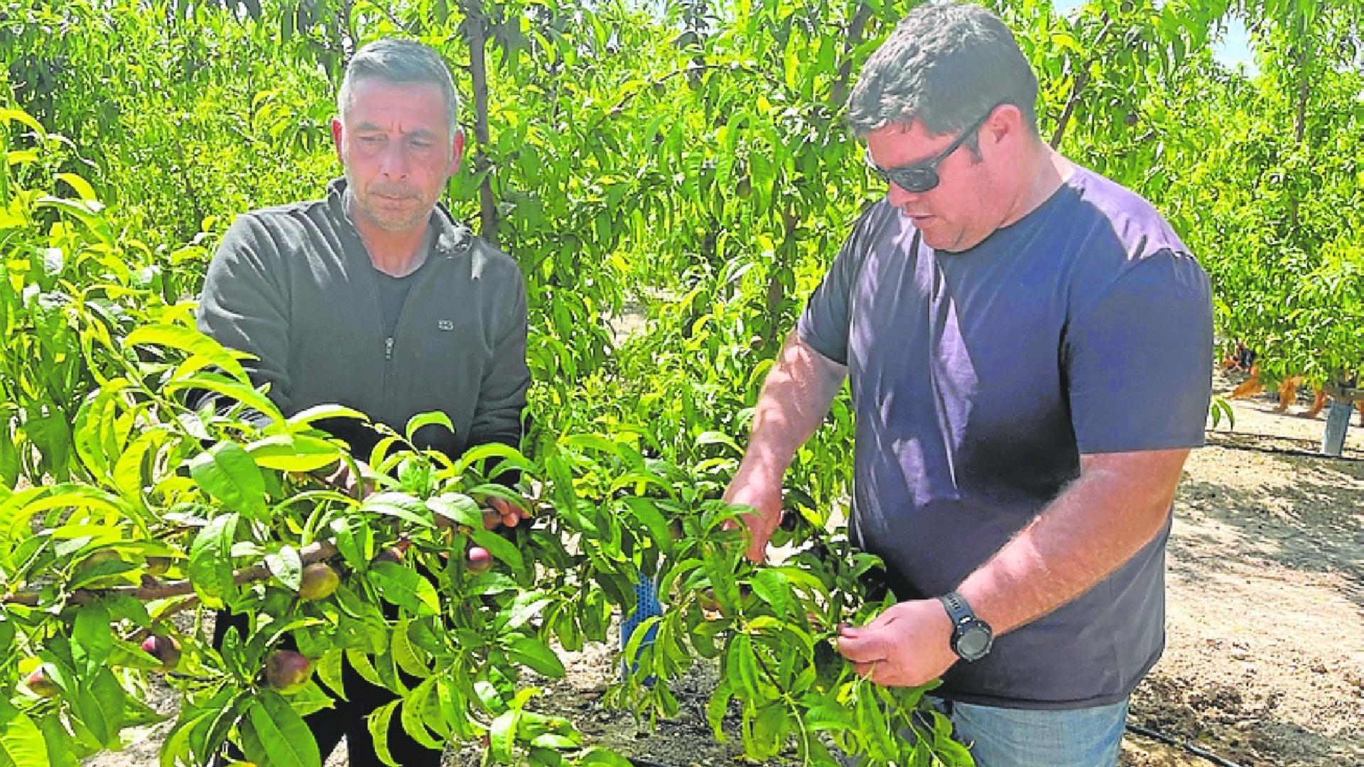 Los productores prevén una campaña de fruta de hueso similar a la del año pasado