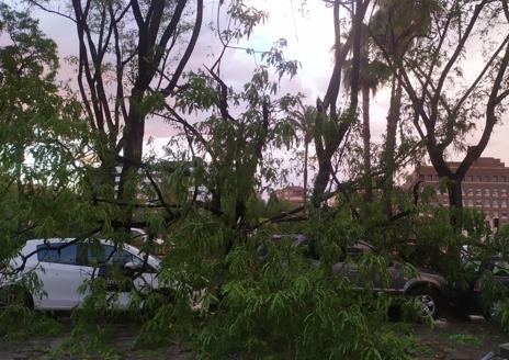 Imagen secundaria 1 - Árbol derribado en la avenida Primo de Rivera, ramas caídas en la avenida del Infante y una carretera anegada en Juan de Borbón.