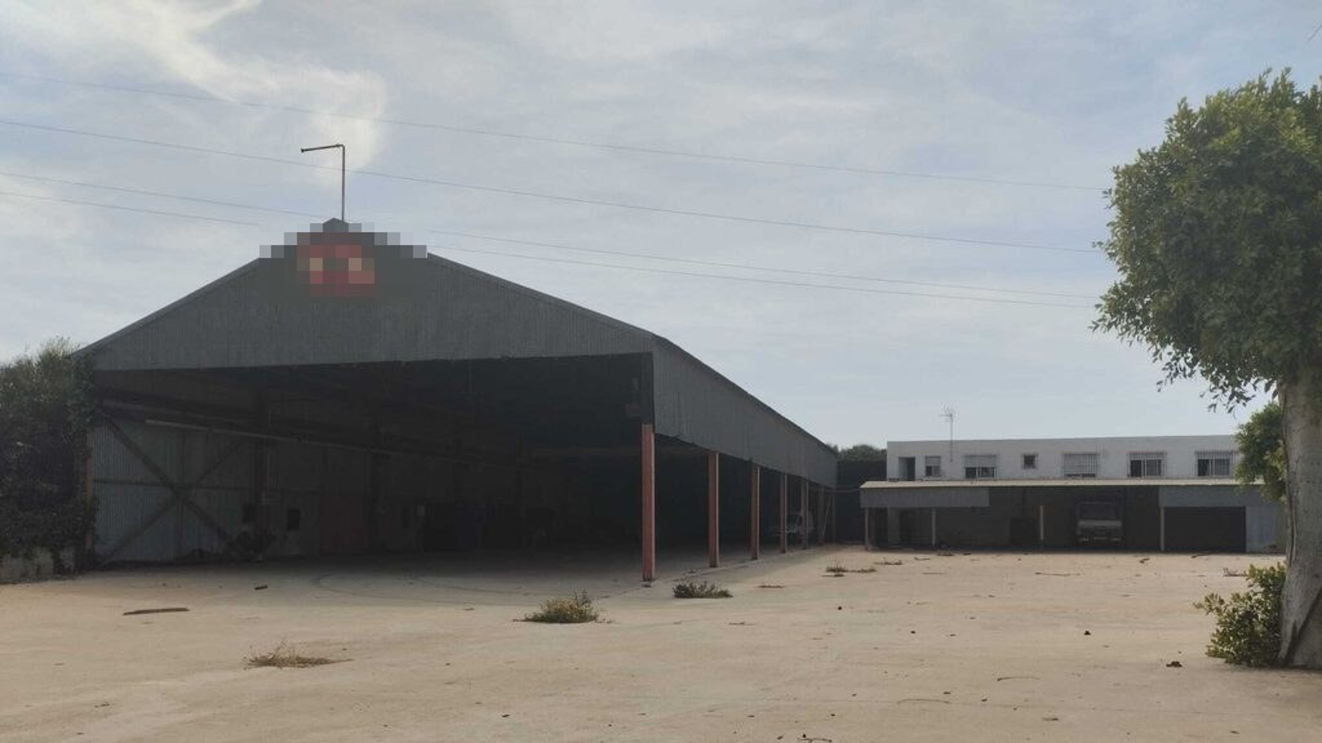 Incautan más de 600 plantas de marihuana en una fábrica abandonada de San Javier