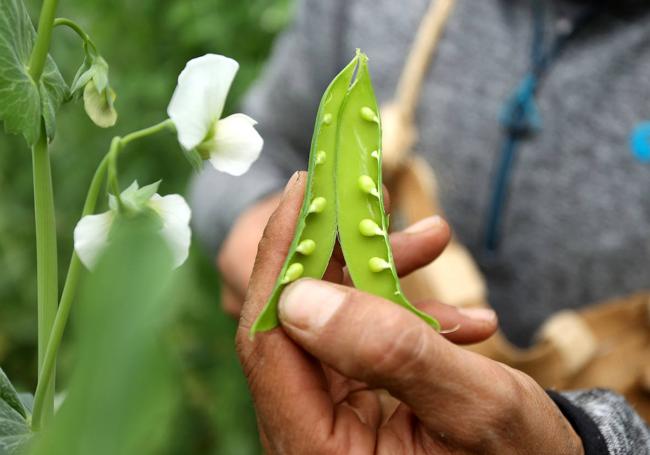 Guisante lágrima, el vegetal más caro del mundo