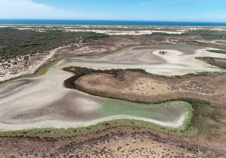 La laguna de Santa Olalla, el humedal más grande y permanente del Parque Nacional de Doñana, ofrece una imagen dramática al quedarse sin agua este verano a causa de la sequía.