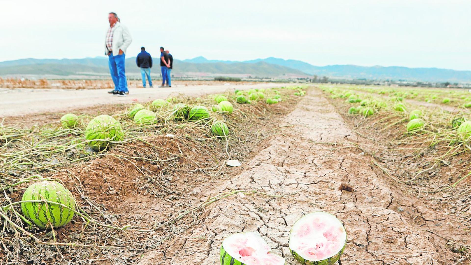 La Comunidad estima unas pérdidas de ocho millones de euros por el granizo en Lorca