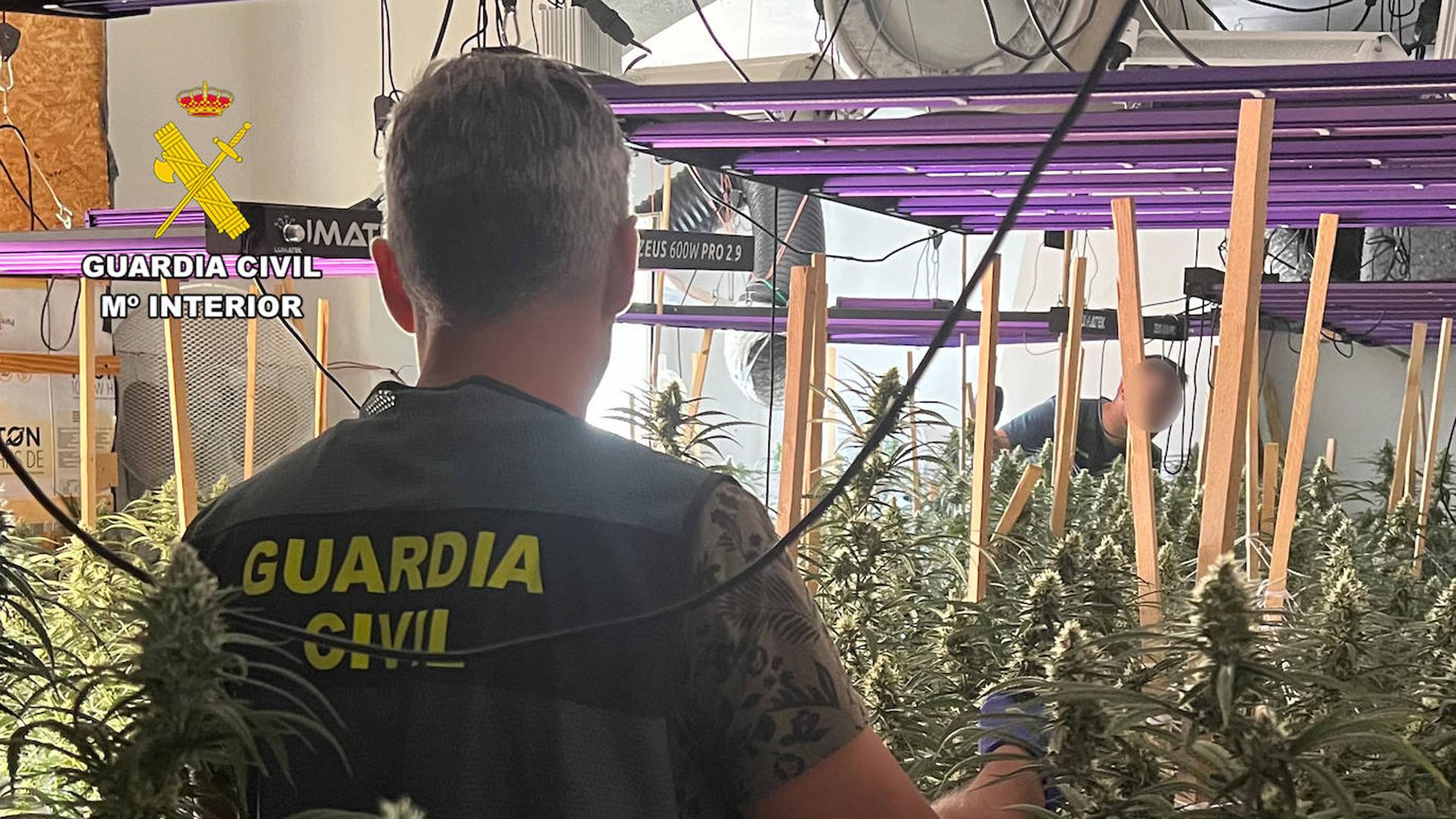 Detenidos tres miembros de un grupo dedicado al cultivo de marihuana en Murcia y Torre Pacheco