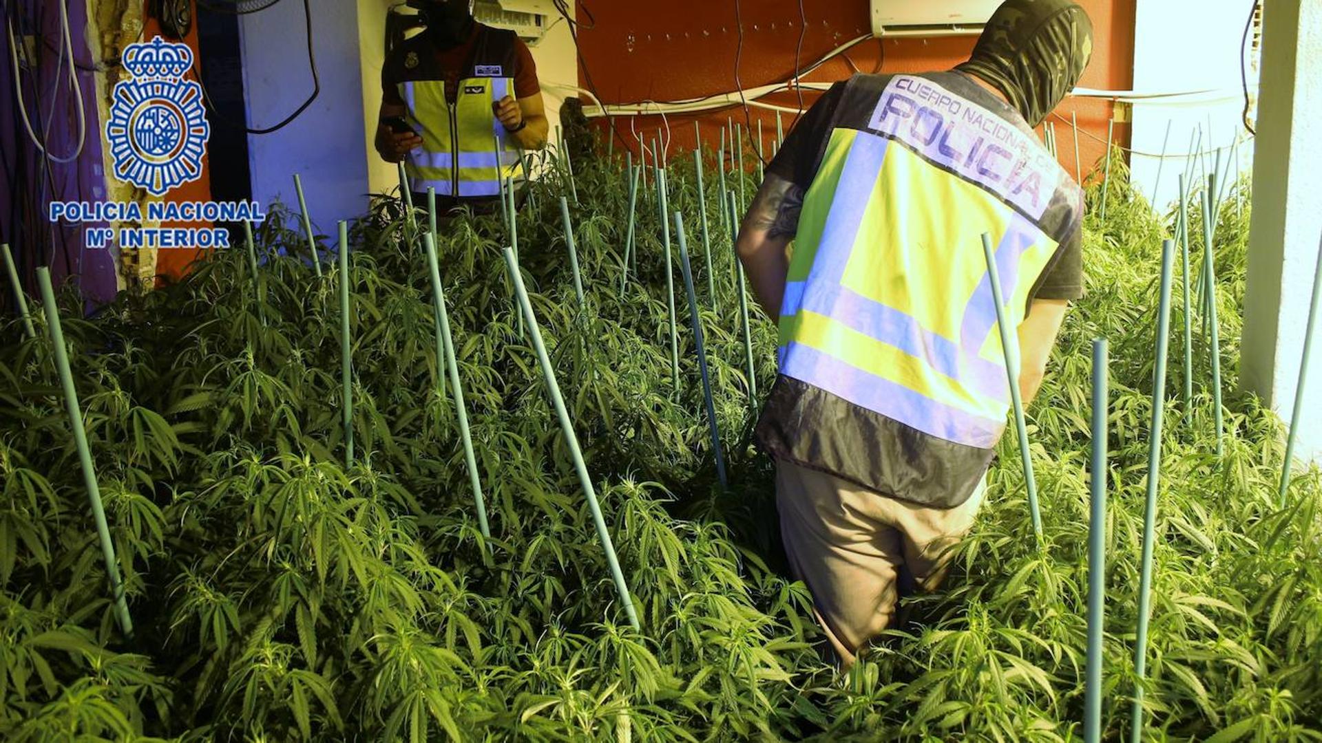 Cuatro detenidos y más de 1.000 plantas de marihuana incautadas en Cartagena