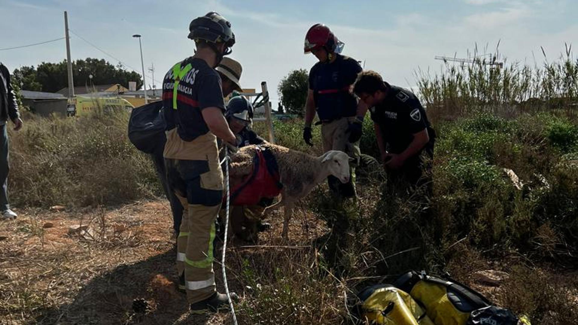 Rescatan a tres ovejas atrapadas en un pozo de San Pedro del Pinatar