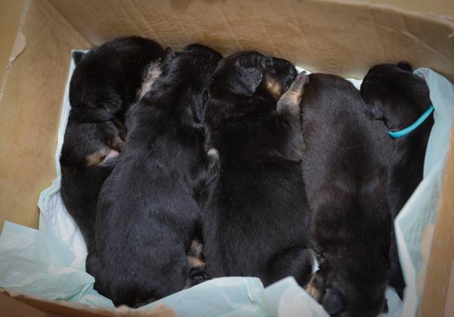 Buscan a la persona que tiró diez perros recién nacidos a un contenedor de basura de La Unión