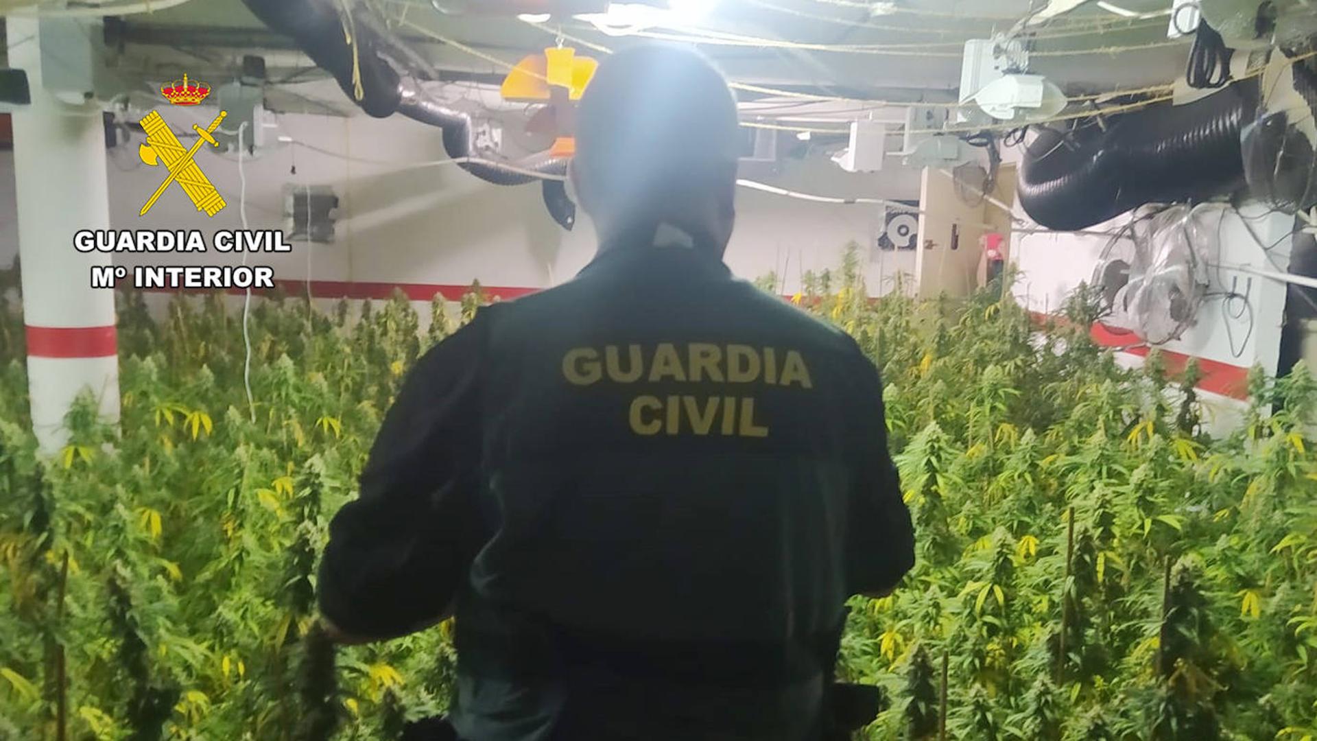 Detienen a una pareja en Cartagena por tener un invernadero de marihuana