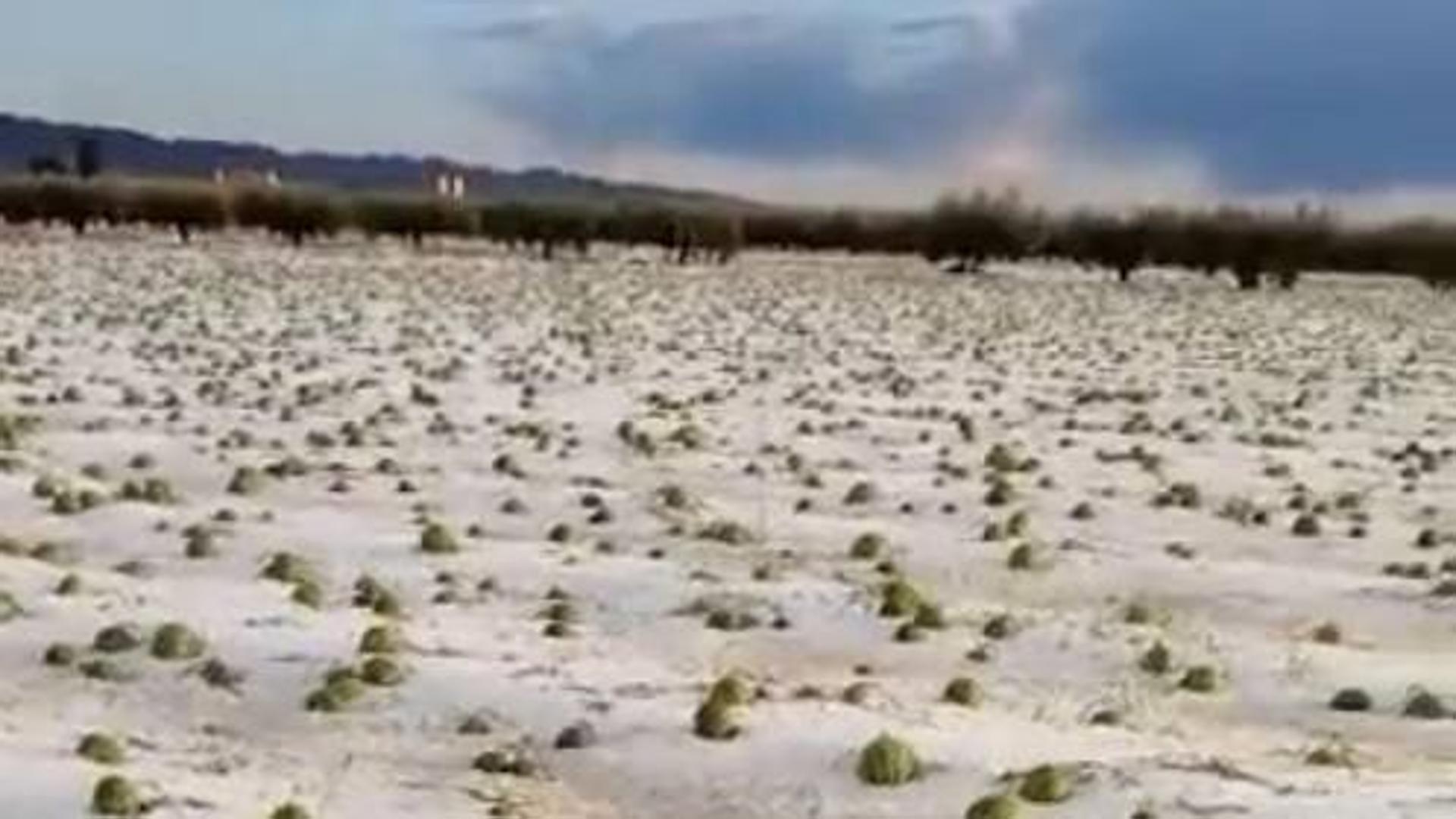 El granizo destroza miles de hectáreas de sandía en Lorca