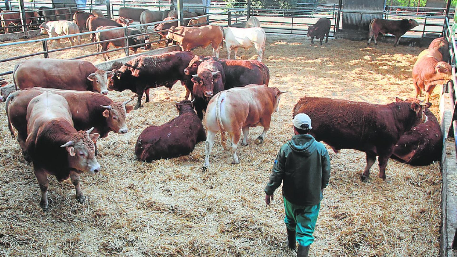 Los controles y la producción intensiva permiten erradicar la tuberculosis bovina en la Región de Murcia