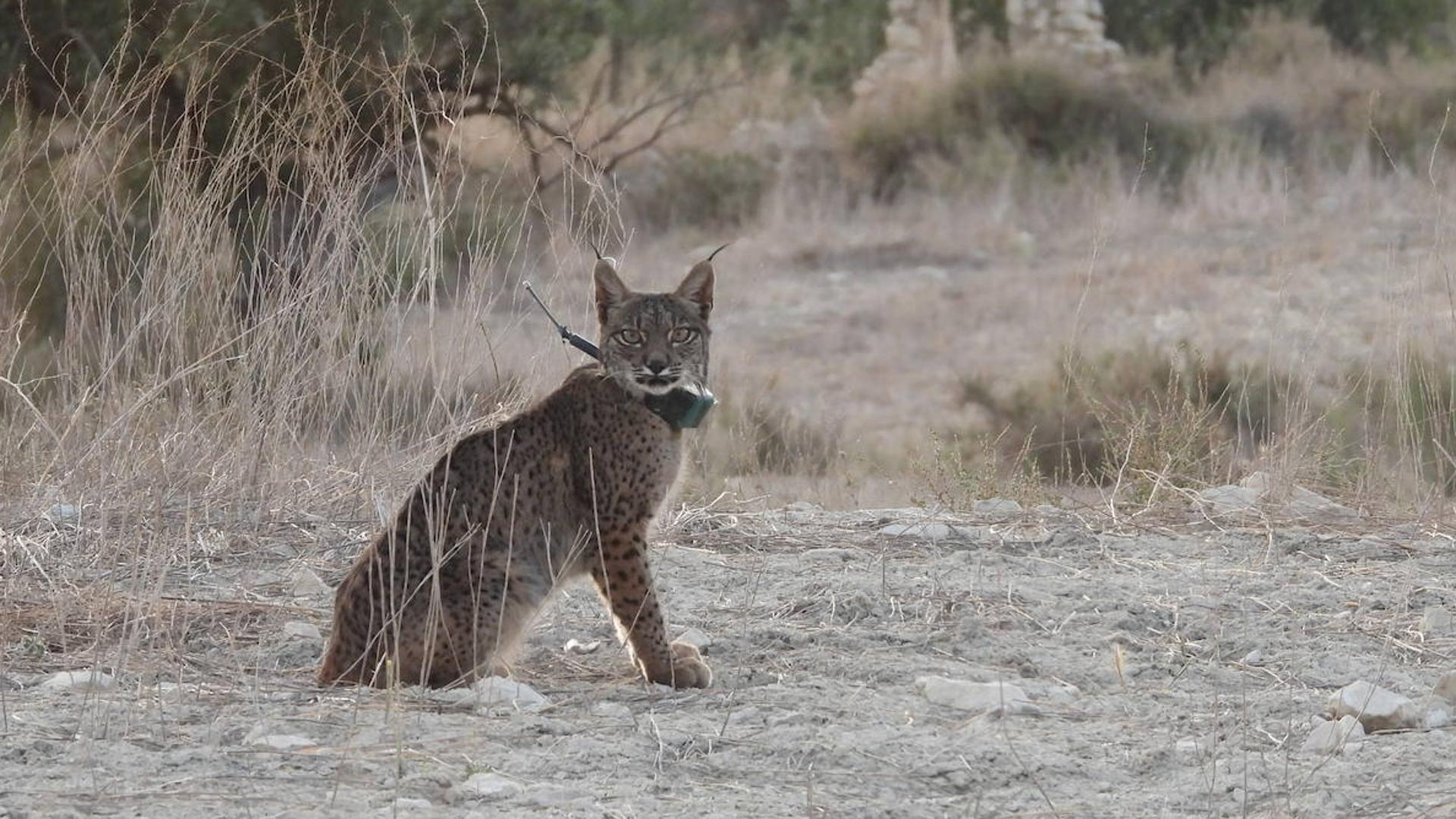 Muere uno de los ocho linces reintroducidos en Lorca con el programa ‘Life Lynxconnect’