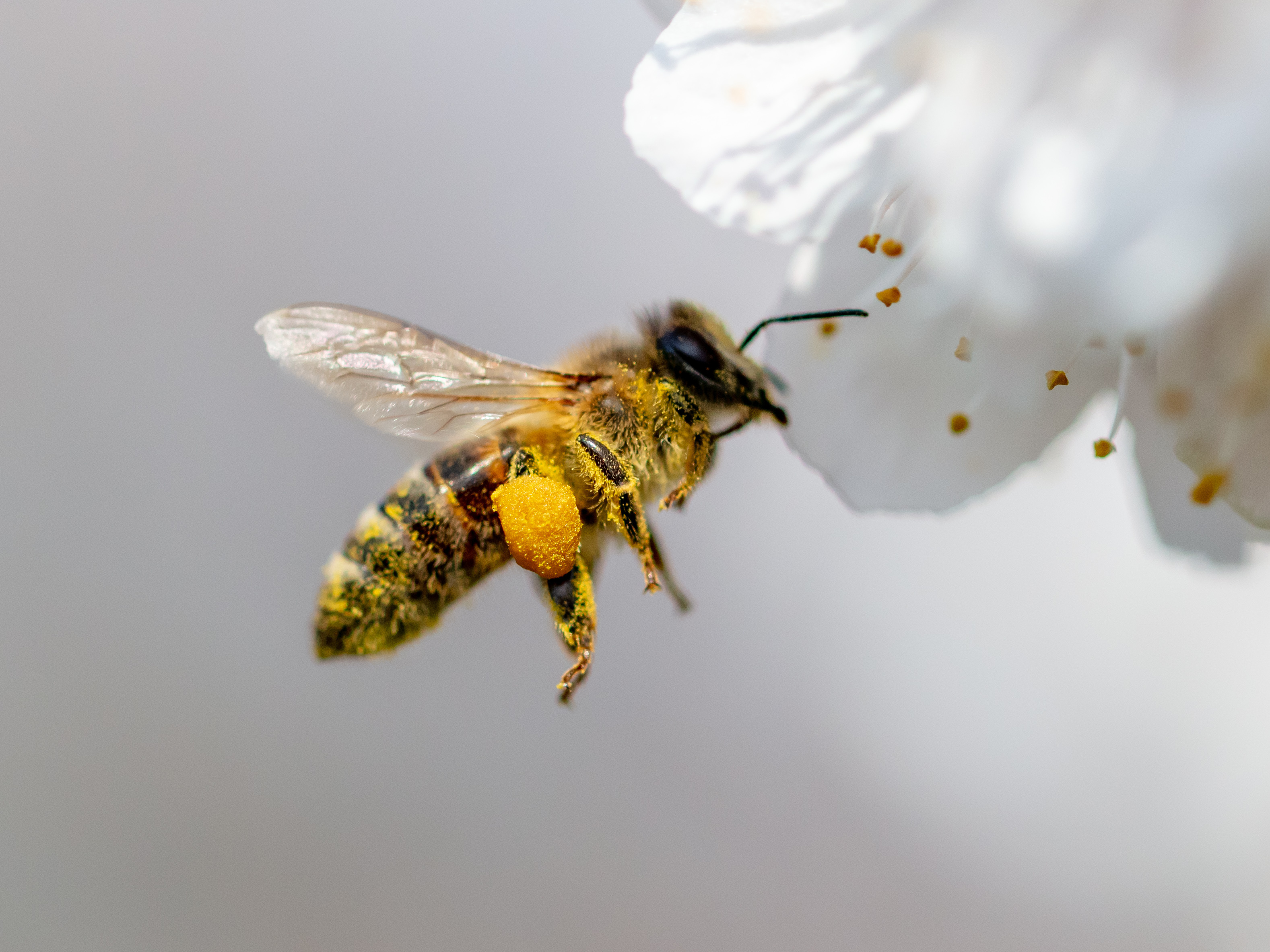 Avispas y abejas: guía para conocer sus principales diferencias