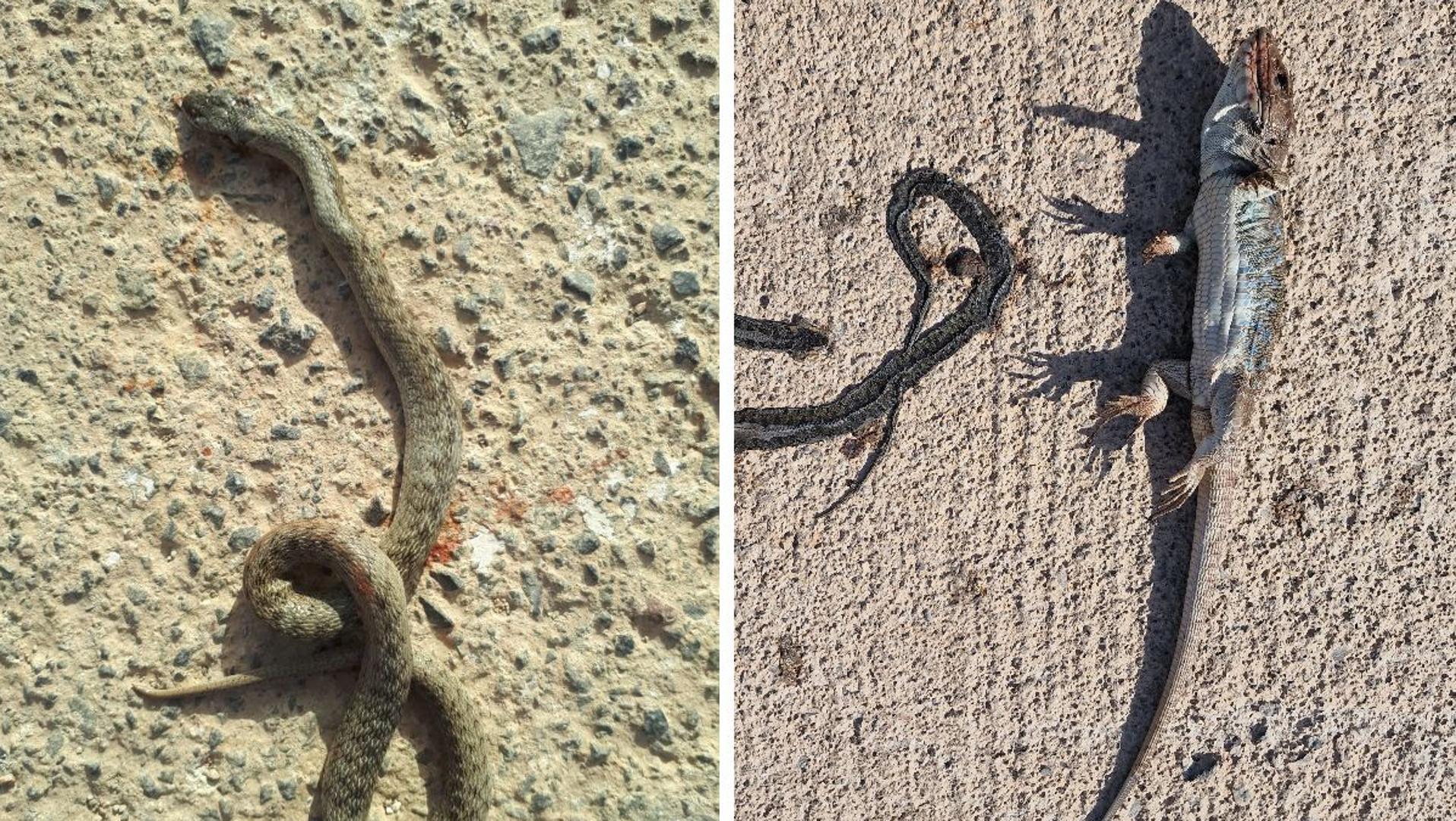 Se triplican los atropellos de fauna en el espacio natural protegido de Calblanque