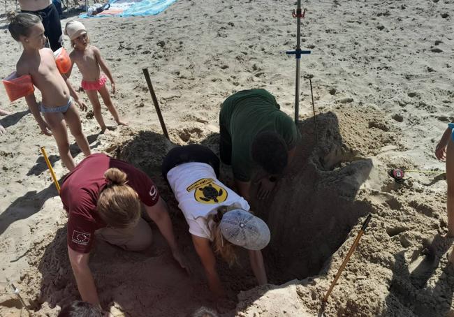 Cuatro intentos de anidamiento de tortuga boba en La Manga