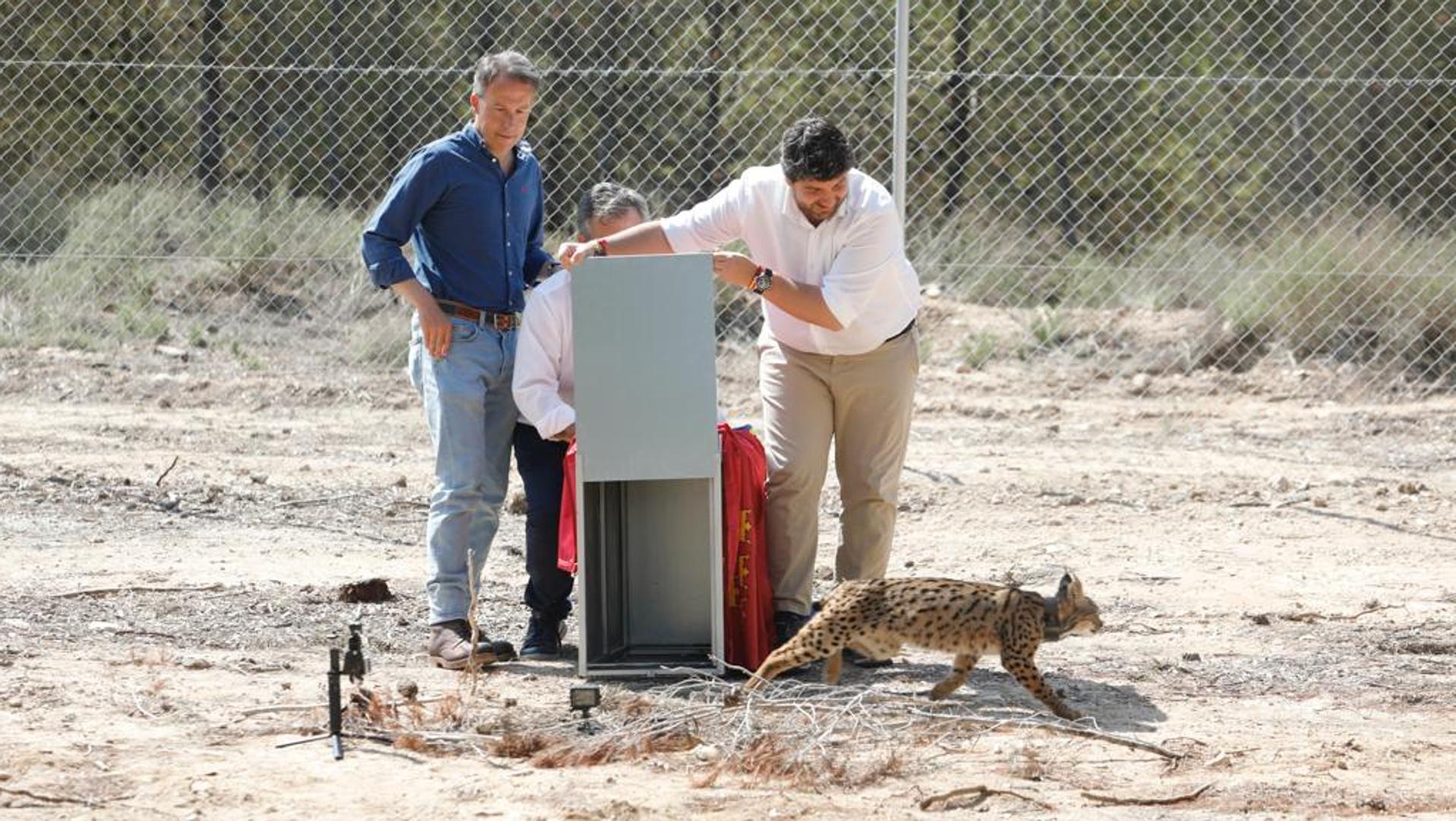 La familia de linces de Lorca crece con dos nuevas parejas