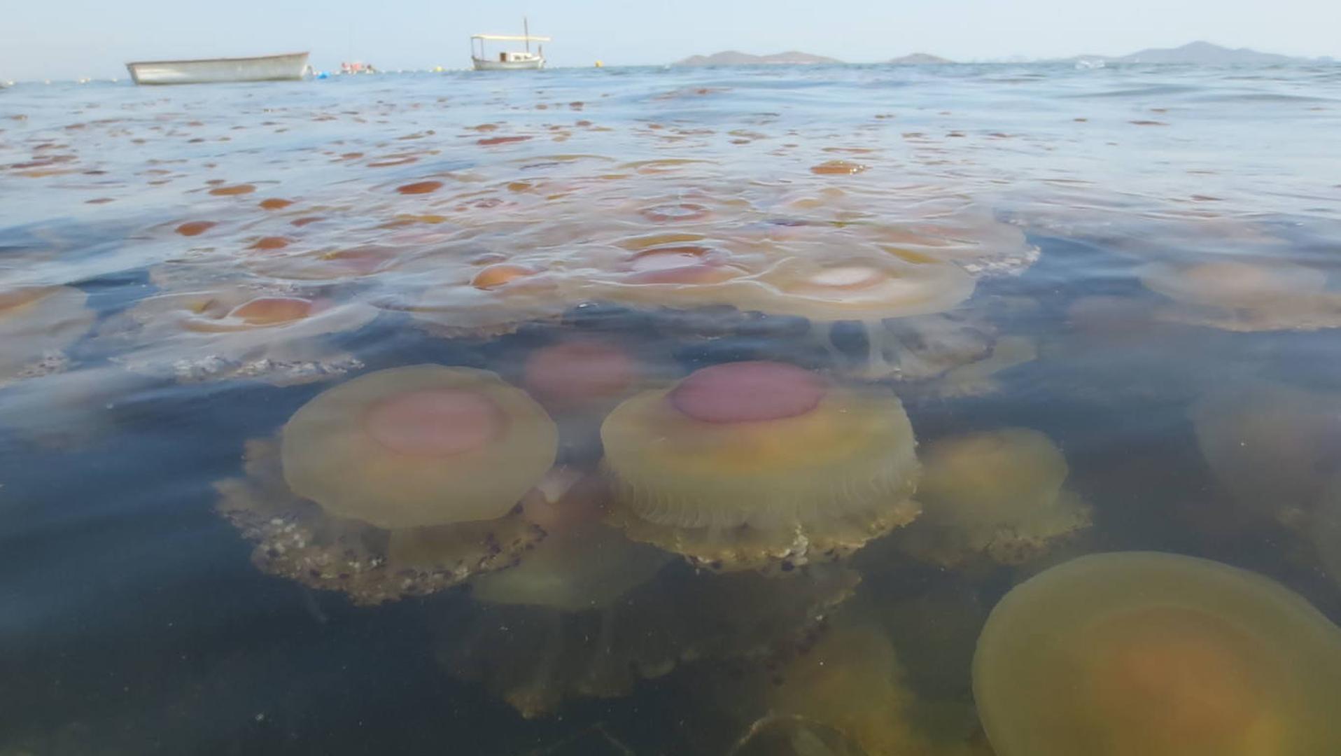 La instalación de redes antimedusas en el Mar Menor dependerá de los científicos, advierte el consejero