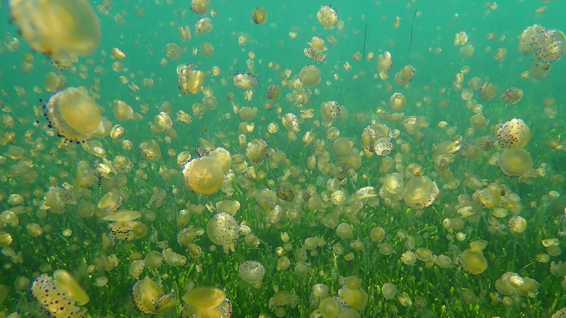 Pacto por el Mar Menor alerta de «una explosión de medusas» en la laguna