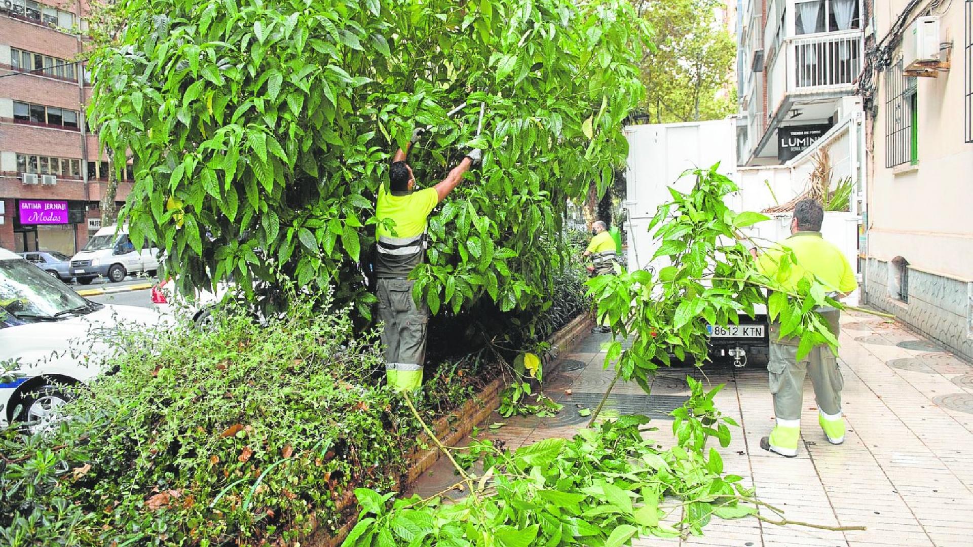 El Ayuntamiento de Cartagena elige a Actúa para mantener los jardines cuatro años por más de 30 millones